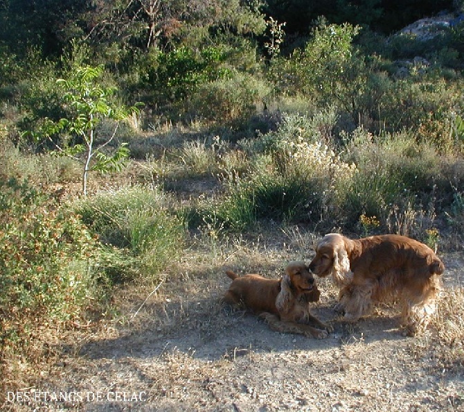 Des Etangs De Célac - Les parents de 6 bébés Cockers Spaniel Anglais