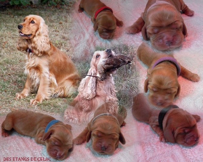 Des Etangs De Célac -  Naissance de bons et beaux Cockers Spaniel Anglais