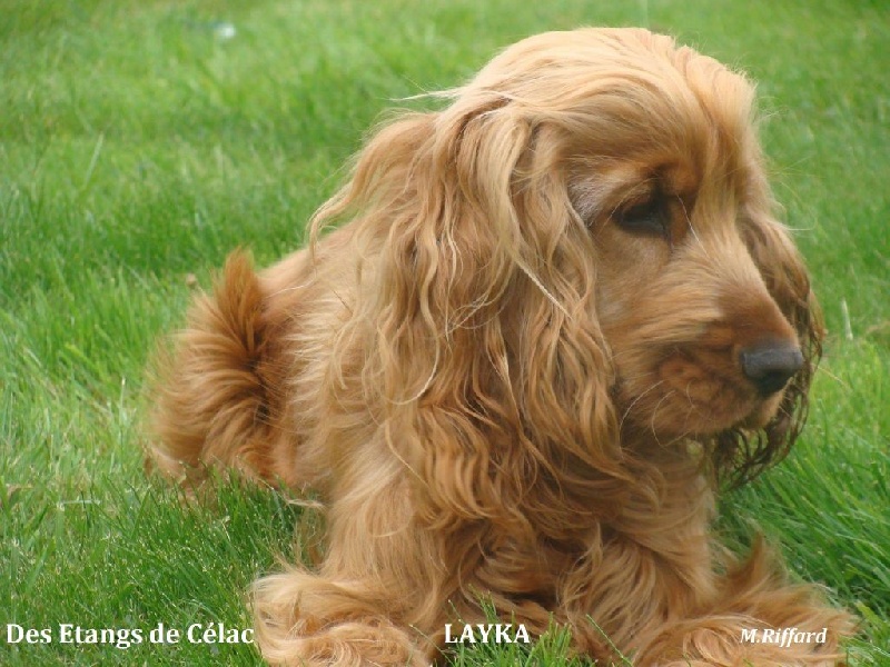 Layka Des Etangs De Célac