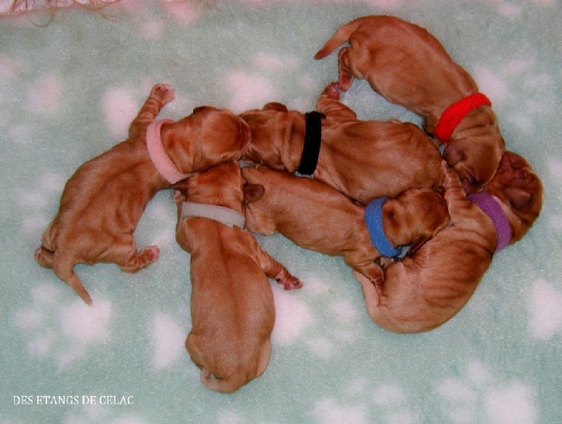 Des Etangs De Célac - Cocker Spaniel Anglais - Portée née le 12/09/2015