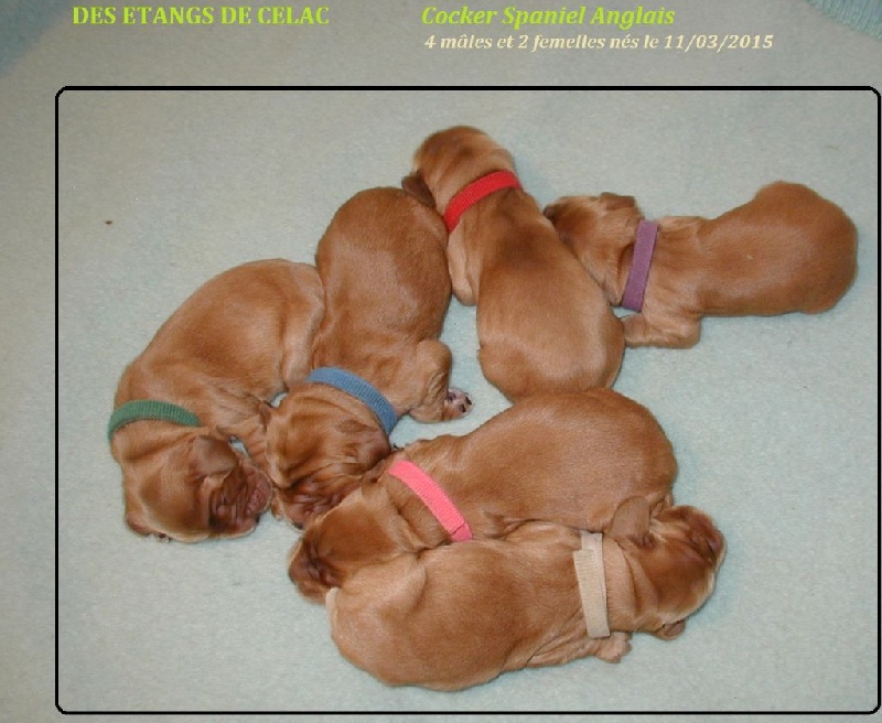 Des Etangs De Célac - Cocker Spaniel Anglais - Portée née le 11/03/2015